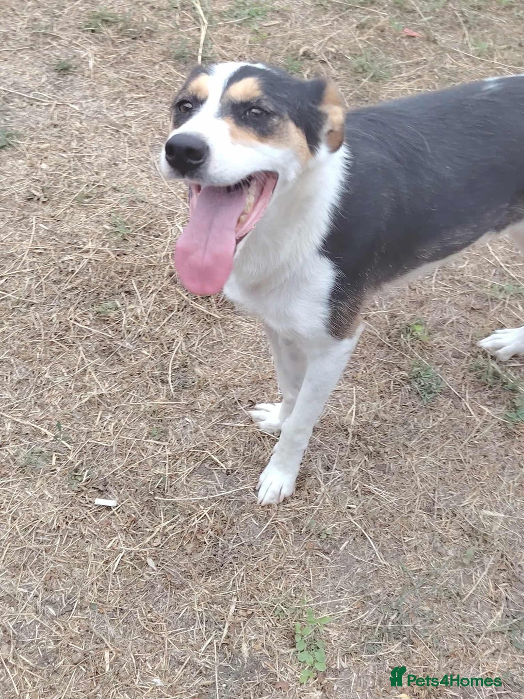 Mixed Breed dogs for adoption: Connie is looking for a home of her own! - Advert 6