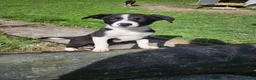 Border Collie dogs for sale: Beautiful Border Collie Puppies - Advert 9