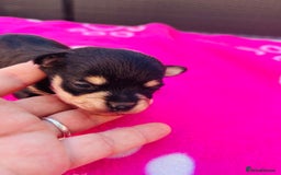 Chipoo dogs for sale: Tiny Chihuahua/ Asian Toy poodle puppies  - Image 1