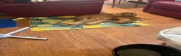 Cavapoo dogs for sale: Beautiful Golden cavapoo puppies - Advert 23