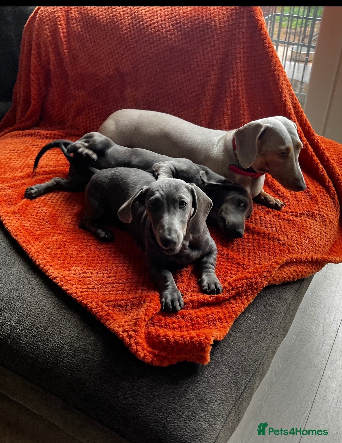 Dachshund dogs 2 Stunning Dachshund Girls  - Advert 1