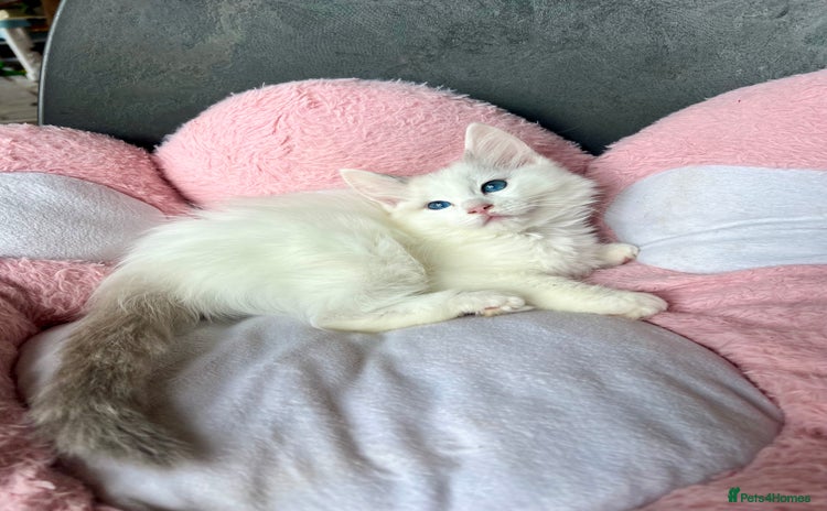 Ragdoll cats - Advert 14