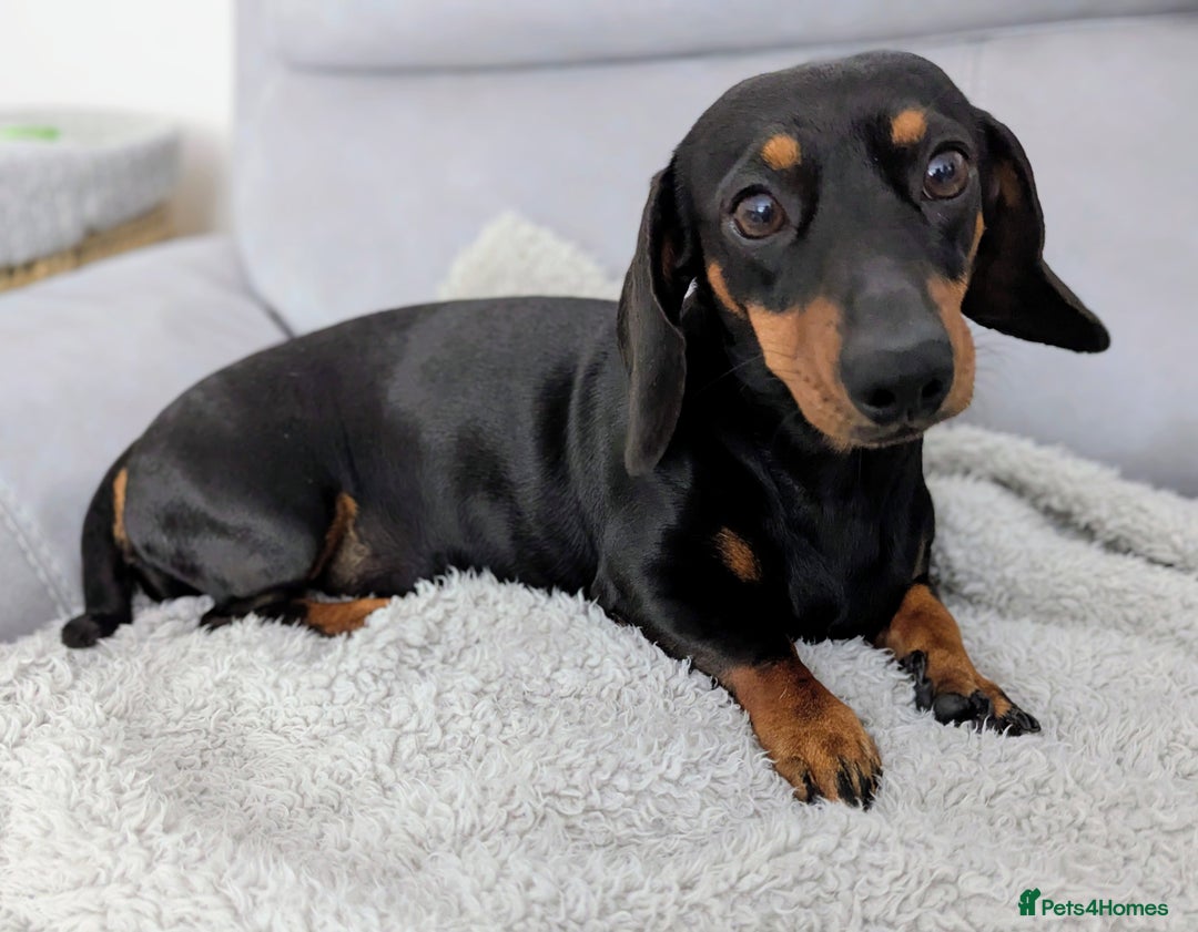 Miniature Dachshund dogs for sale: Gorgeous KC Registered Miniature Dachshund  - Advert 5