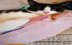 Mixed Breed cats for sale: One little tuxedo 🥰 - Image 5