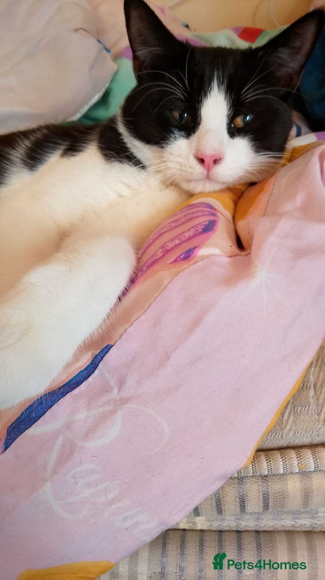 Mixed Breed cats for sale: One little tuxedo 🥰 - Image 5