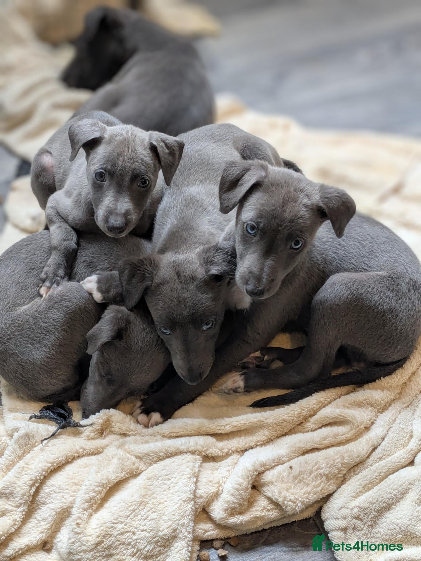Whippet dogs Whippets - Advert 6