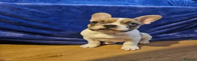 French Bulldog Puppy 8