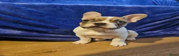French Bulldog dogs for sale: French Bulldog Puppies – 3 Boys – Blue & Blue-Eyed - Advert 10