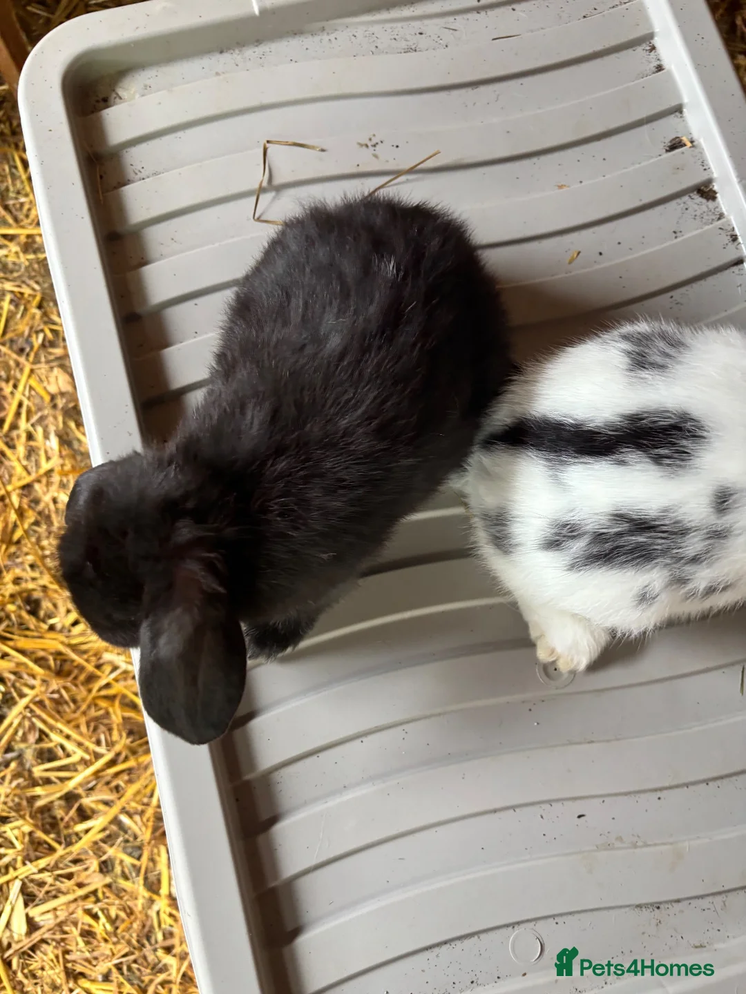 Mixed Breed rabbits for sale: Young rabbits lops and normals  - Advert 2