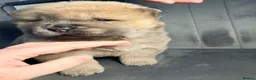 Chow Chow dogs for sale: Chow Chow puppies for sale last 1 available DWKC - Advert 12