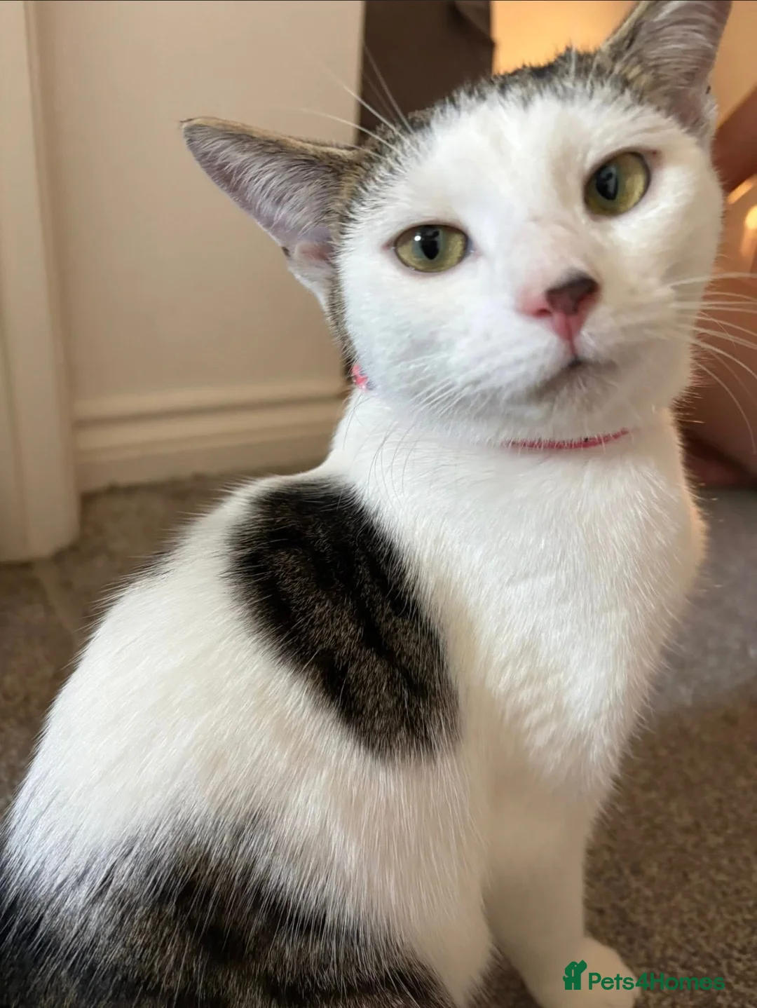 Domestic Shorthair cats for adoption: Meet Willow - A sweet girl looking for her forever - Advert 12