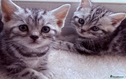 British Shorthair cats for sale: GCCF Rare Show Quality BSH Silver Tabby Kittens - Image 5
