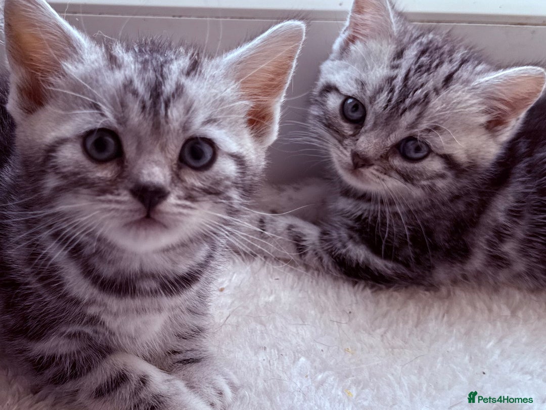 British Shorthair cats for sale: GCCF Rare Show Quality BSH Silver Tabby Kittens - Image 5