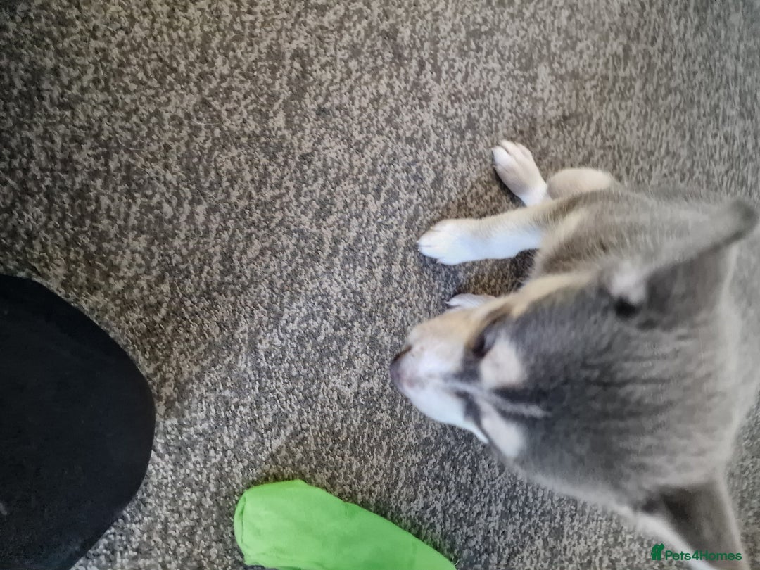 Siberian Husky dogs for sale: 4 lovely husky puppies for sale  - Image 15