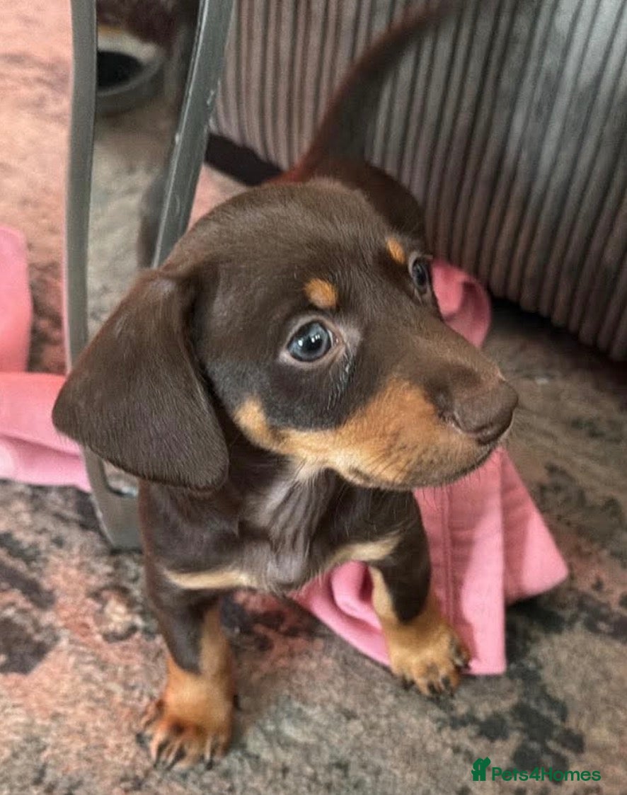 Mixed Breed dogs £750 Ready!! Liverpool. Mini Dasch / Kelpie pup - Advert 4