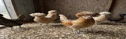 Chickens poultry for sale:  silkie chick's, polish chick's Available  - Advert 18
