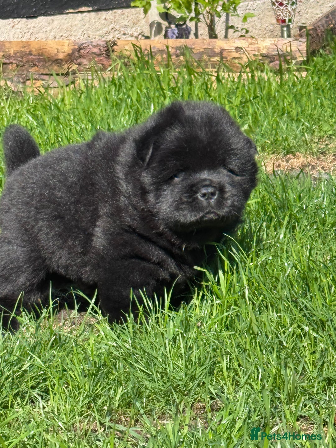 Chow Chow dogs for sale: Last 2 Beautiful chow chow puppies - Image 13