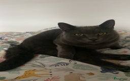 Mixed Breed cats for sale: Grey cat - neutered  - Image 2