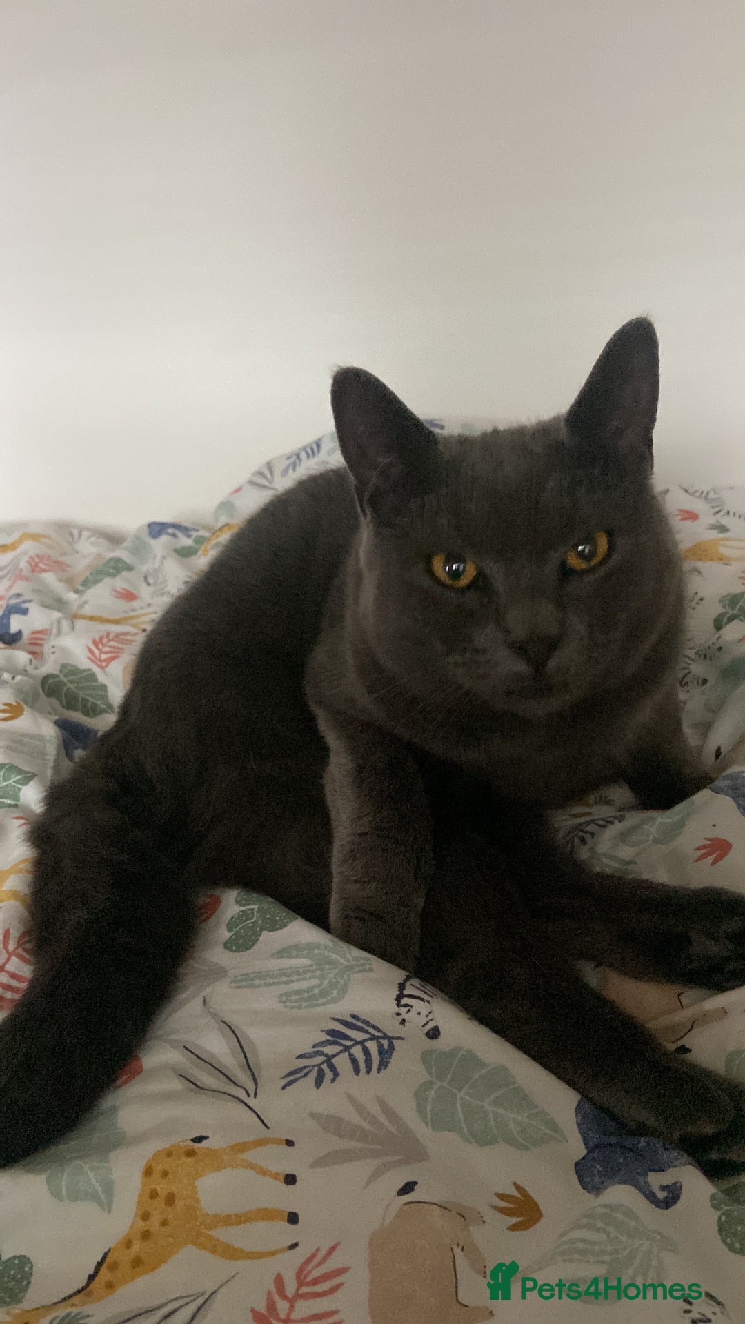 Mixed Breed cats for sale: Grey cat - neutered  - Image 2