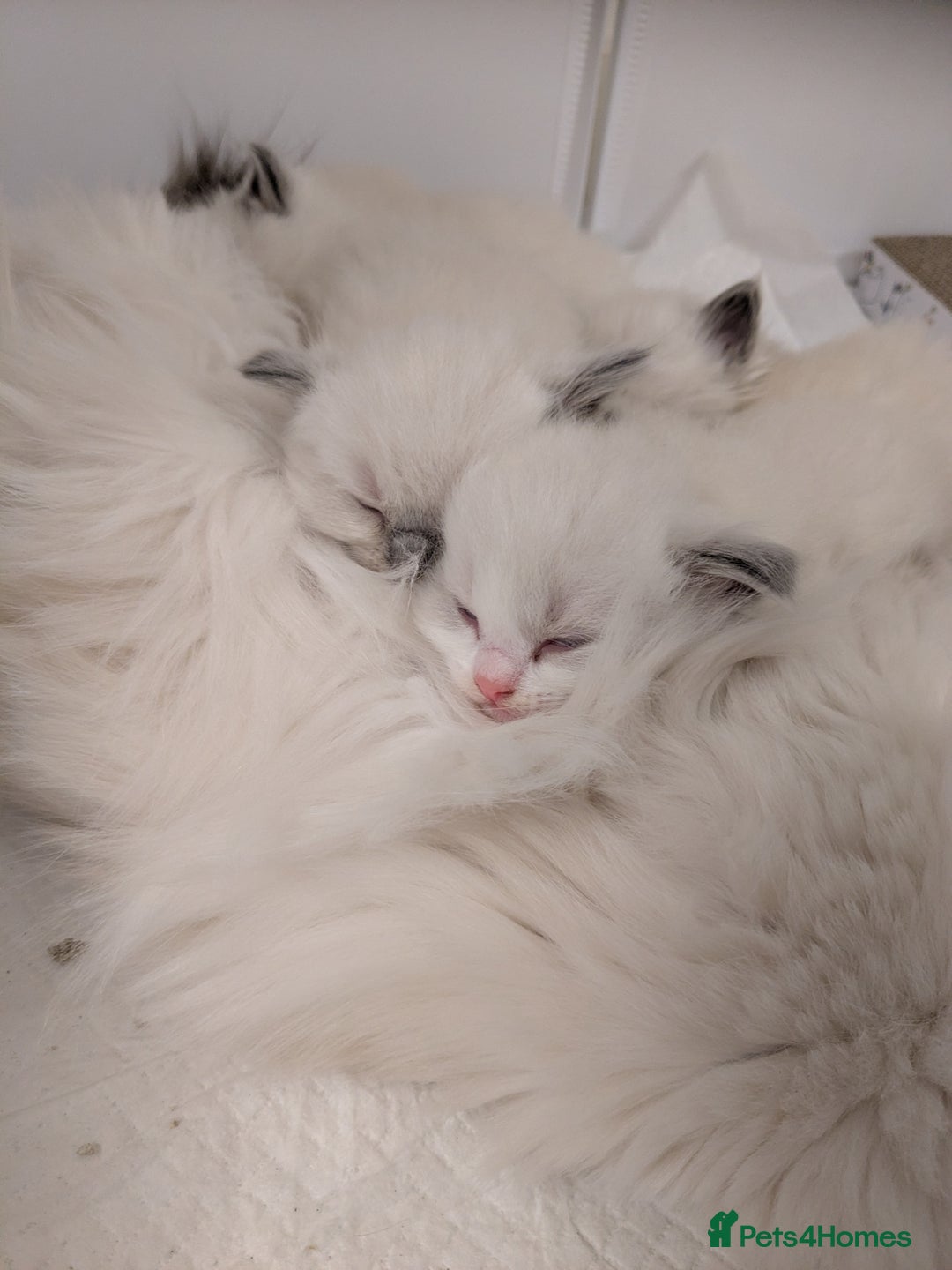 Ragdoll cats for sale: Beautiful GCCF Registered Ragdoll Kittens  🐾 - Advert 3
