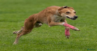 Mixed Breed dogs  3/4 saluki x 1/4 whippet puppies - Advert 2