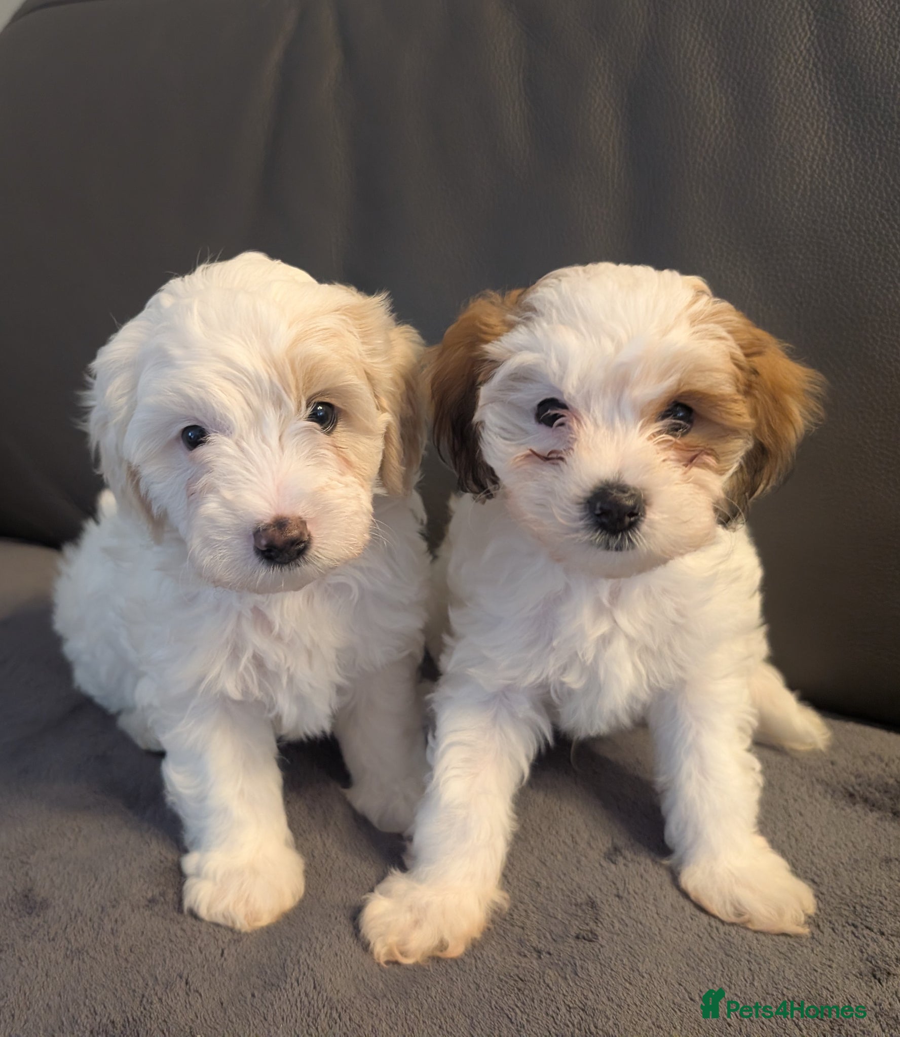 Maltipoo dogs Two Gorgeous Maltipoo Male Puppies - Advert 17