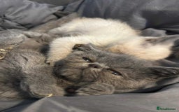 Exotic cats for sale: Last remaining blue male Exotic litten - Image 1