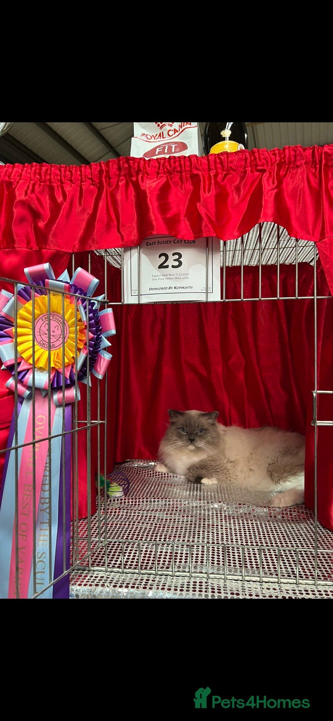 Ragdoll cats for sale: Tica registered Grand Champion Ragdoll kittens  - Image 20