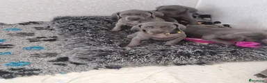 Weimaraner Puppy 5