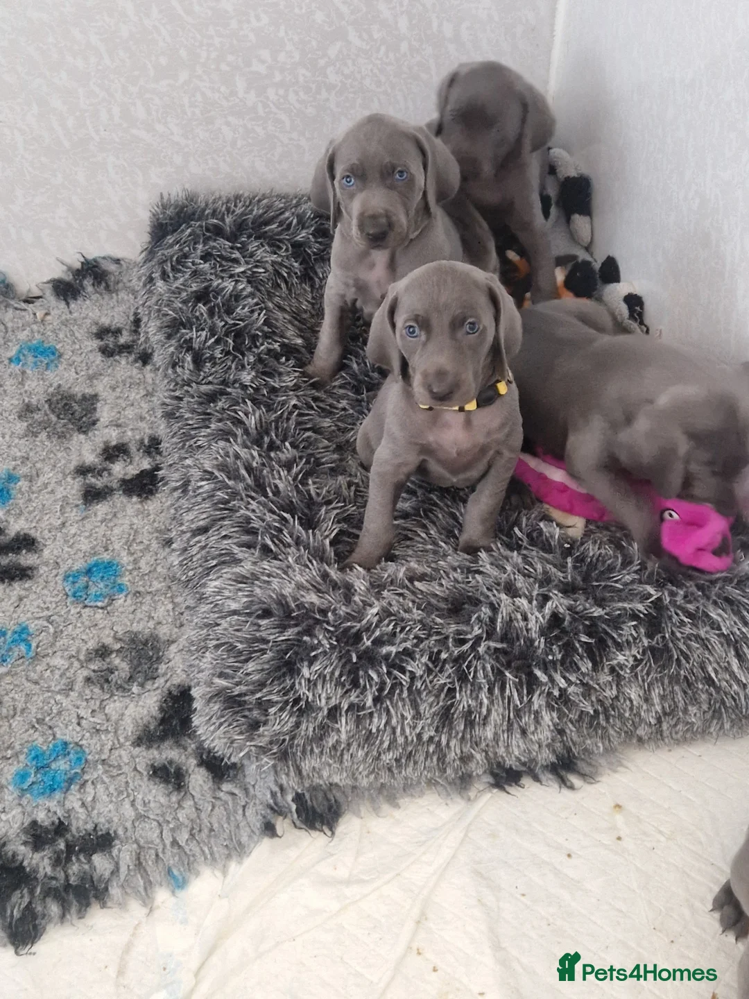 Weimaraner dogs for sale: Kc blue weimaraner puppies  - Advert 2