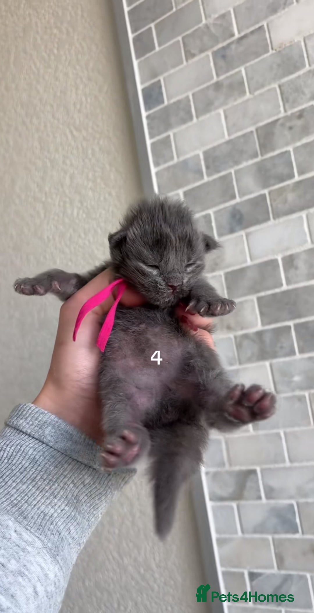 Maine Coon cats for sale: BEAUTIFUL MAINE COON KITTENS - Advert 6