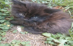 Mixed Breed cats for sale: Beautifully fluffy kittens - Image 4