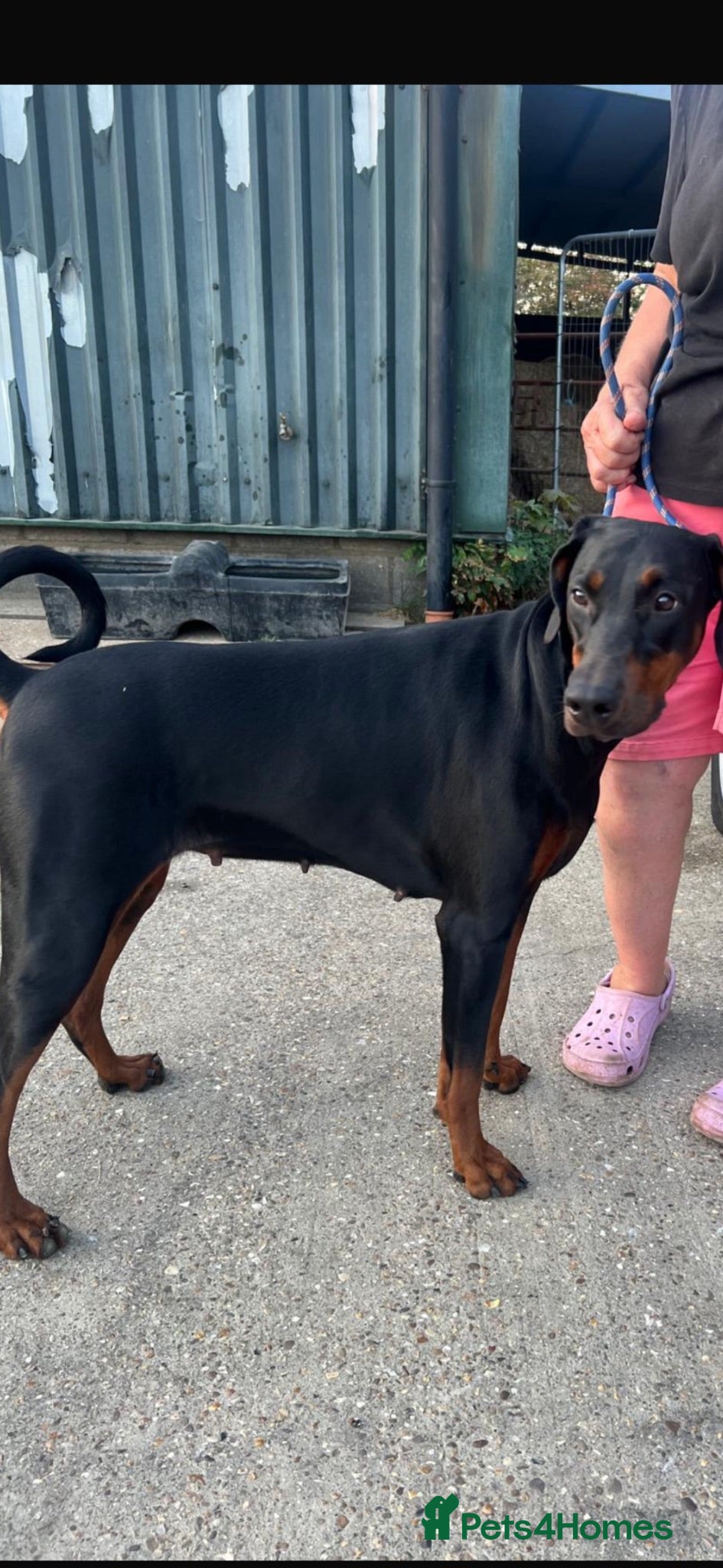 Dobermann dogs Ruby Beautiful Doberman Girl - Advert 1