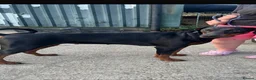 Dobermann dogs for sale: Ruby Beautiful Doberman Girl - Advert 1