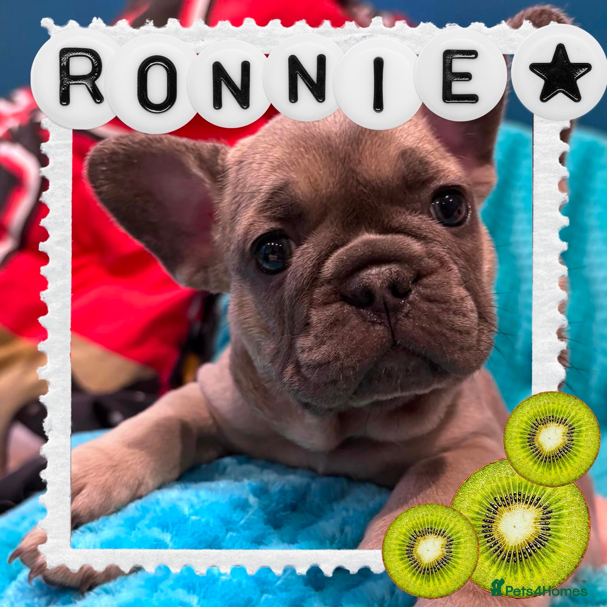 French Bulldog dogs French Bulldog puppies  - Advert 2