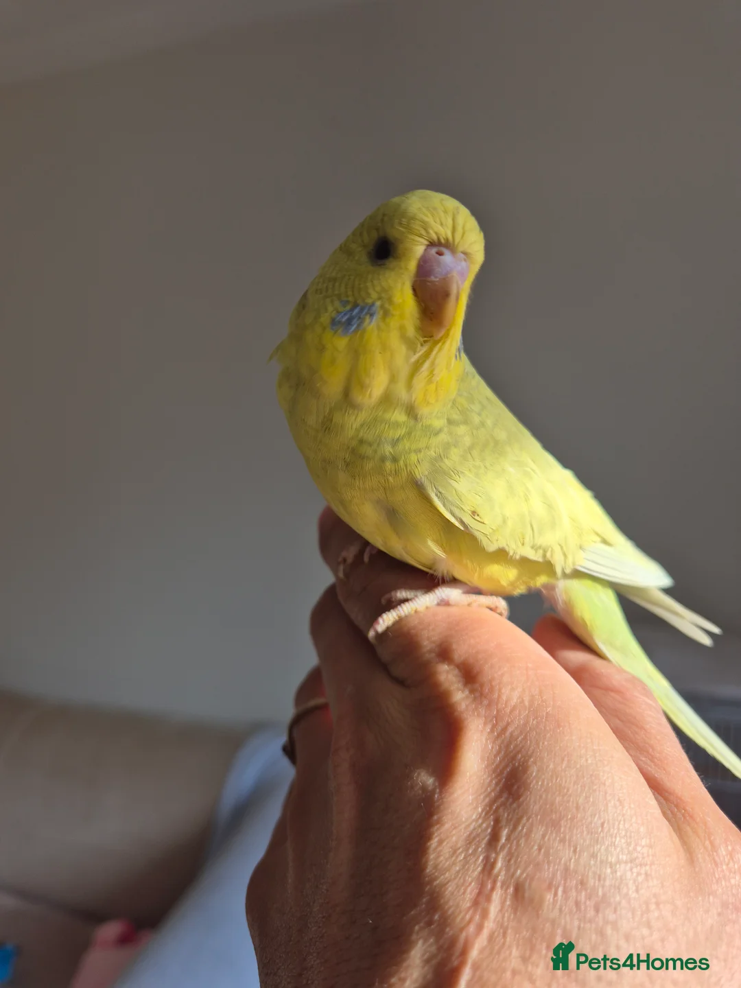 Budgerigars birds for sale:  Baby hen tamed Diluted  - Advert 3