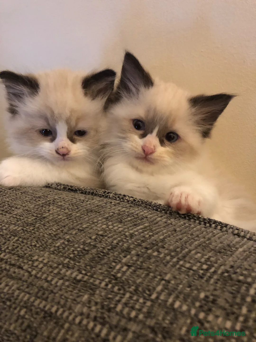 Ragdoll cats for sale: Beautiful ragdoll kitties  - Advert 2