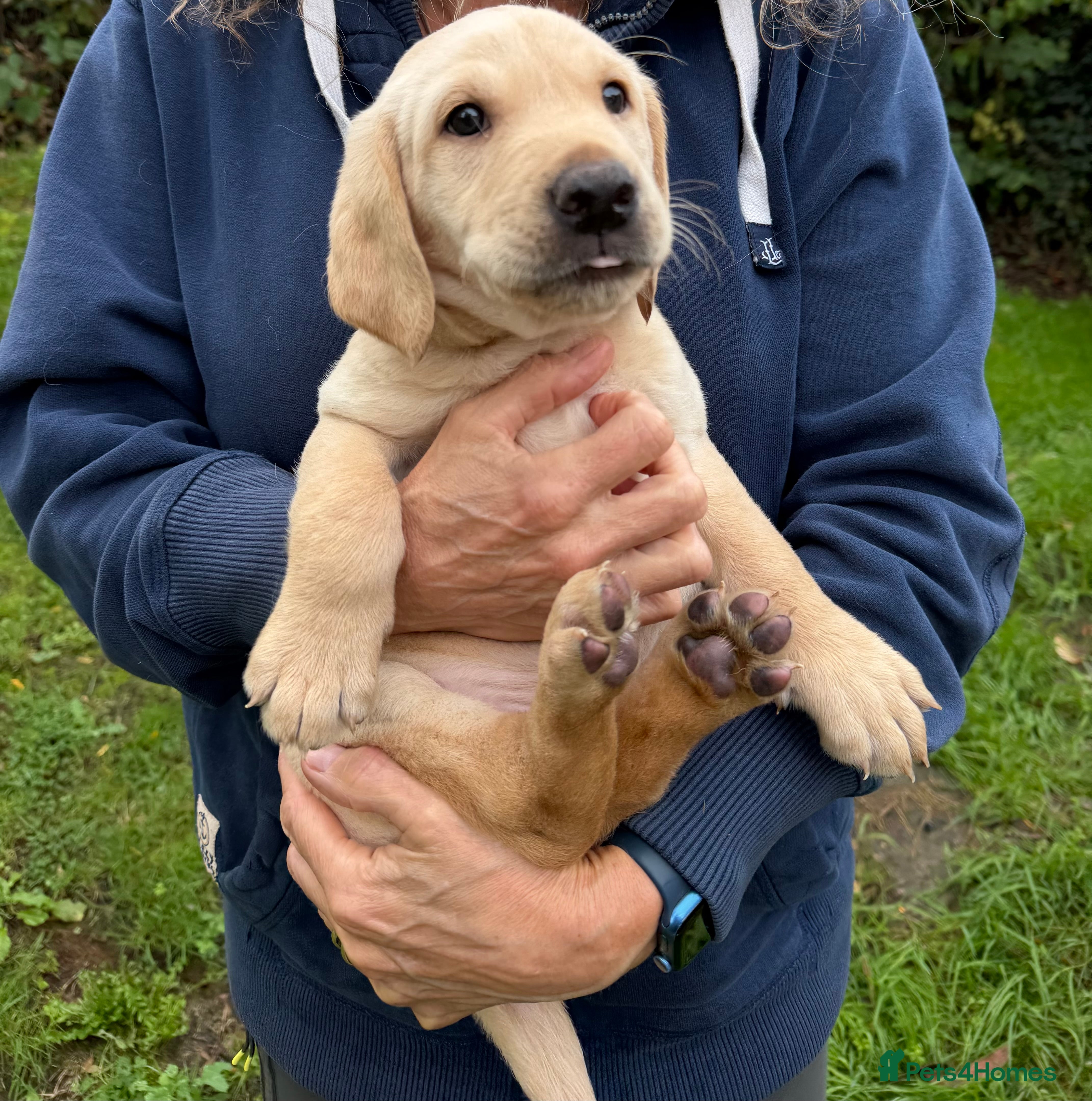 Labrador Retriever dogs for sale: 🐾 Outstanding KC Labrador pups Top Health Tested - Advert 2