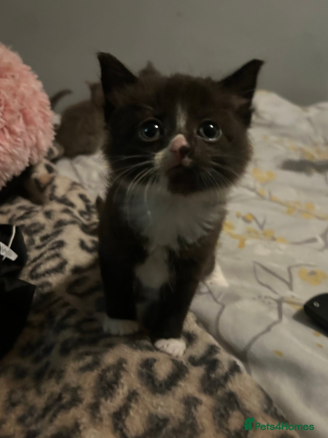 Mixed Breed cats for sale: Female kitten looking for home - Image 27