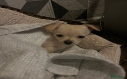 Mixed Breed dogs for sale: Mixed breed  - Advert 4