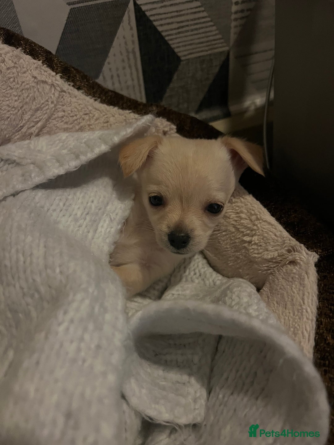 Mixed Breed dogs for sale: Mixed breed  - Advert 4