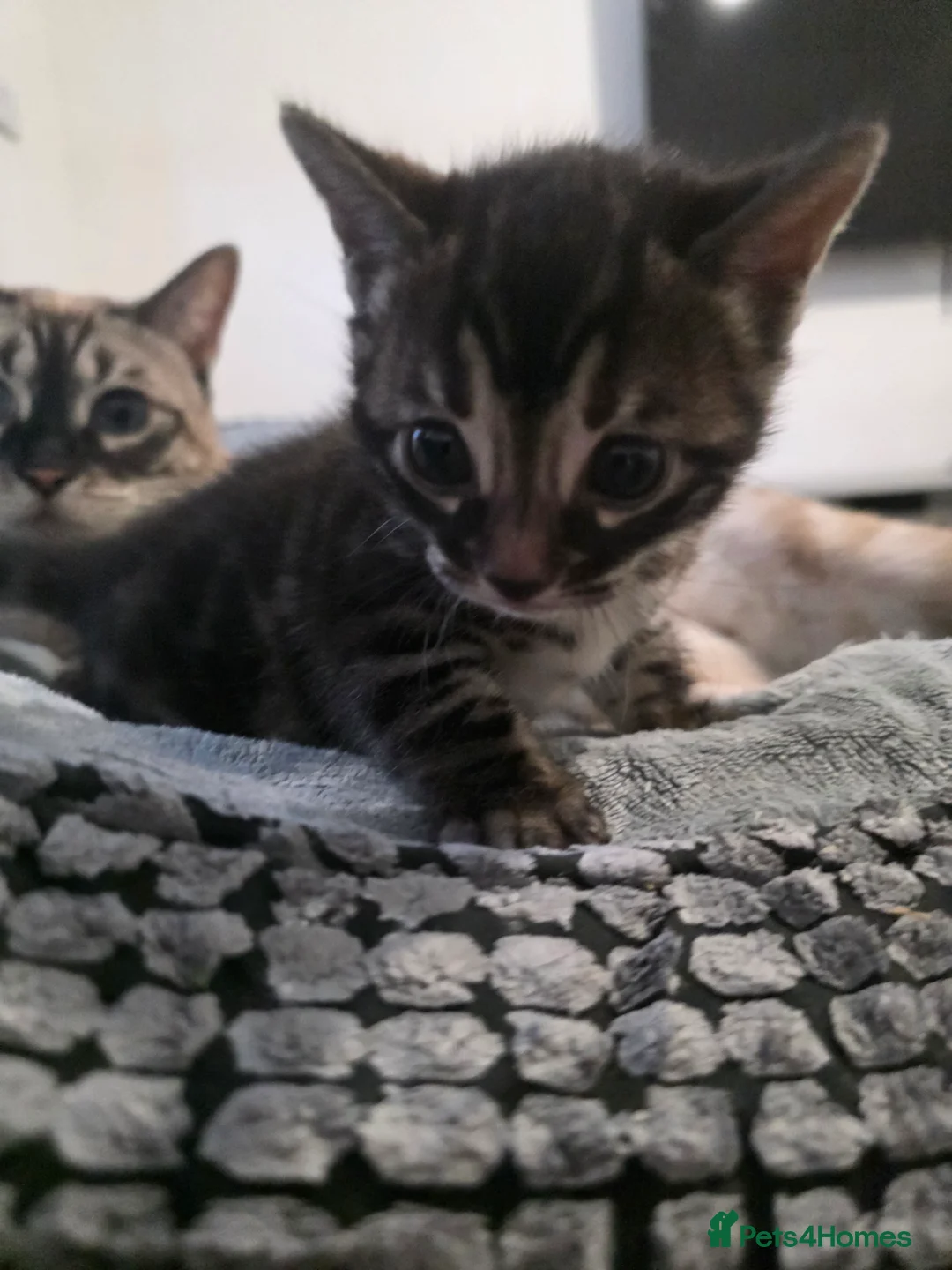 Bengal cats for sale: Double Charcoal DNA Tested Girl  - Advert 9