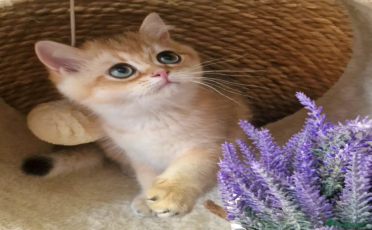 British Shorthair cats - Advert 5