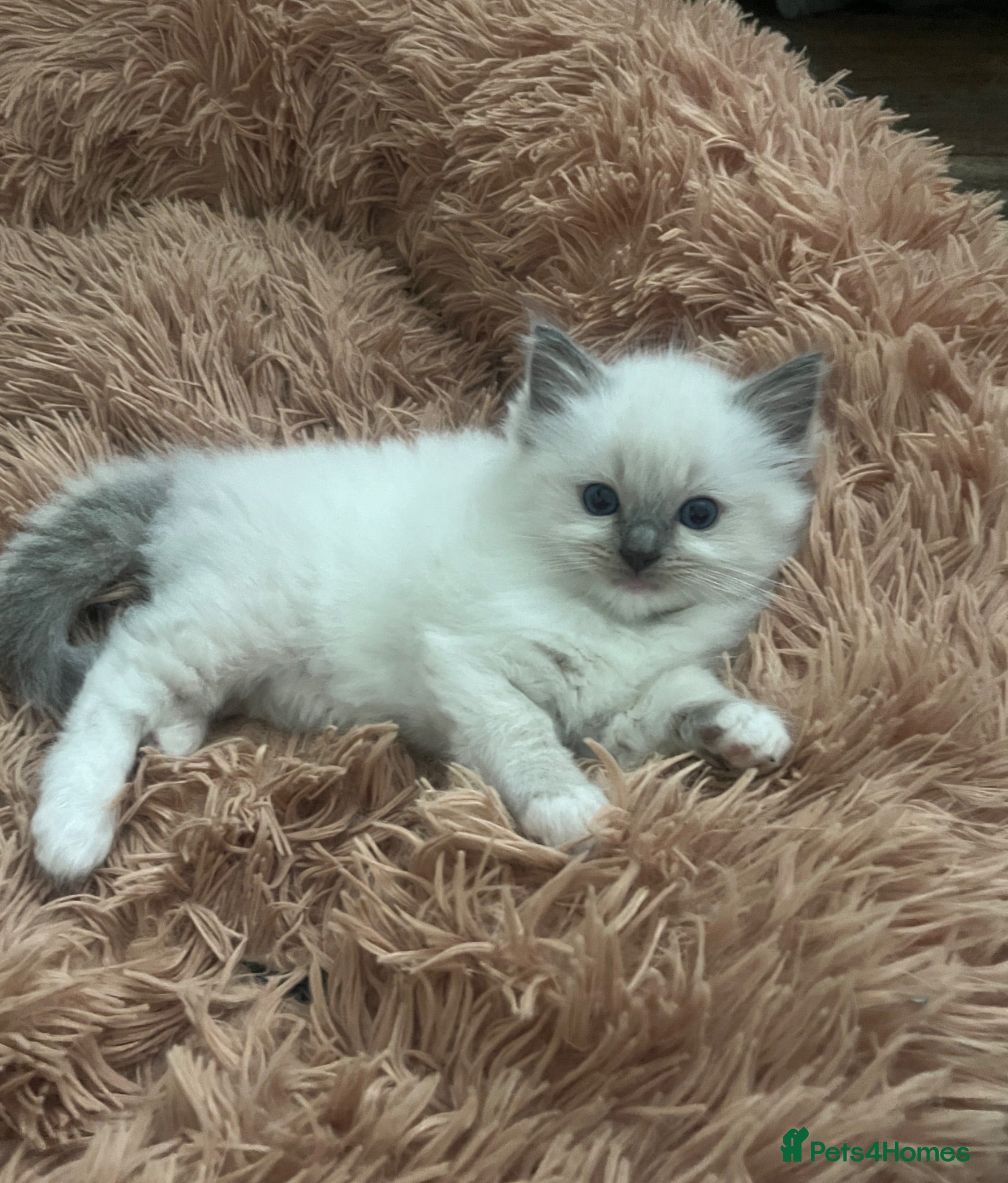 Ragdoll cats GCCF Registered Ragdoll Kittens  - Advert 2
