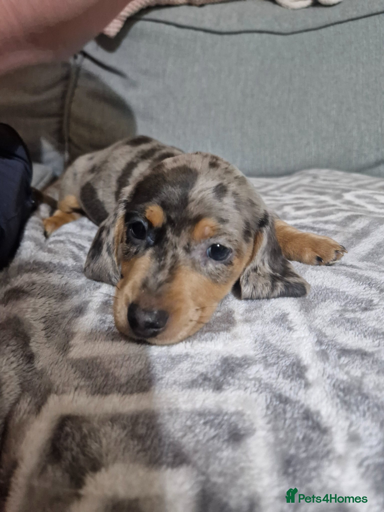 Miniature Dachshund dogs Rare Color Miniature Dachshunds-Dapple, Blue & Tan - Advert 5
