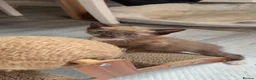 Bengal cats for sale: Beautiful Bengal Kitten❤️ - Advert 2