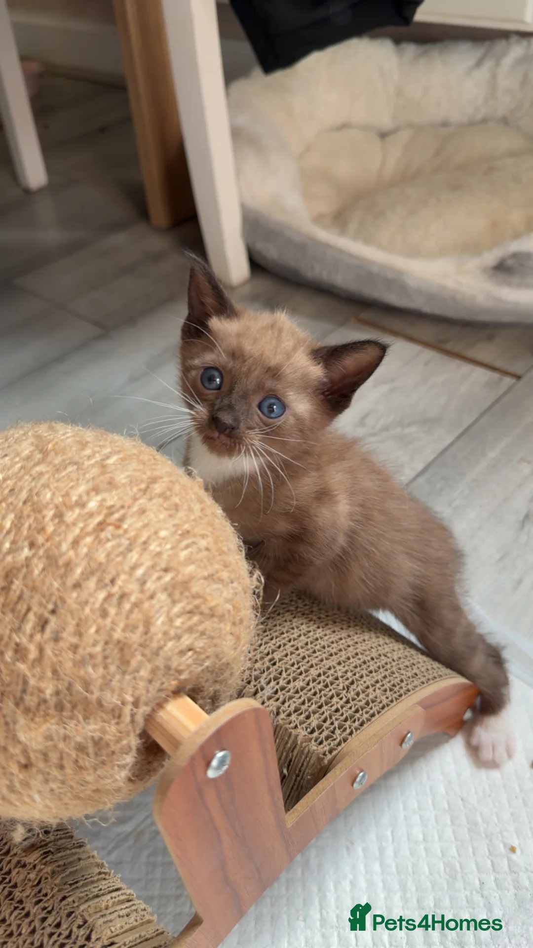 Bengal cats for sale: Beautiful Bengal Kitten❤️ - Advert 2