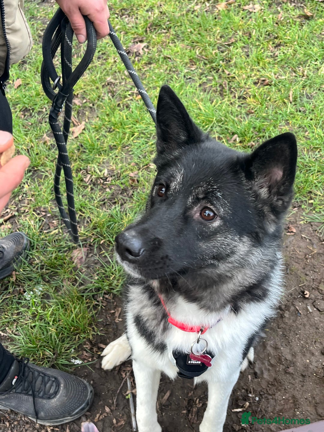 Akita dogs for sale: Akita Skye  - Advert 2