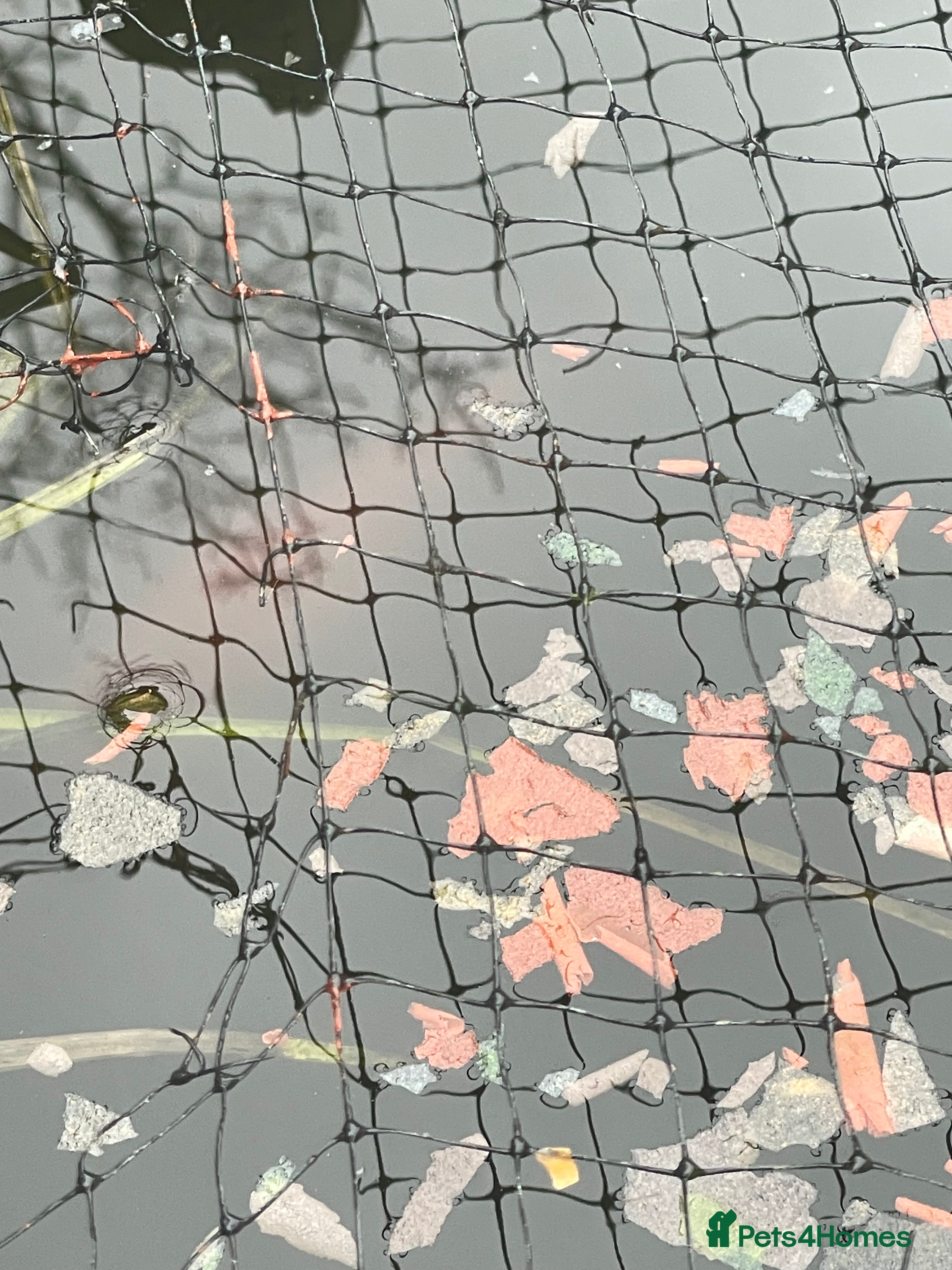 Goldfish fish Goldfish for sale  in Watford - Advert 2