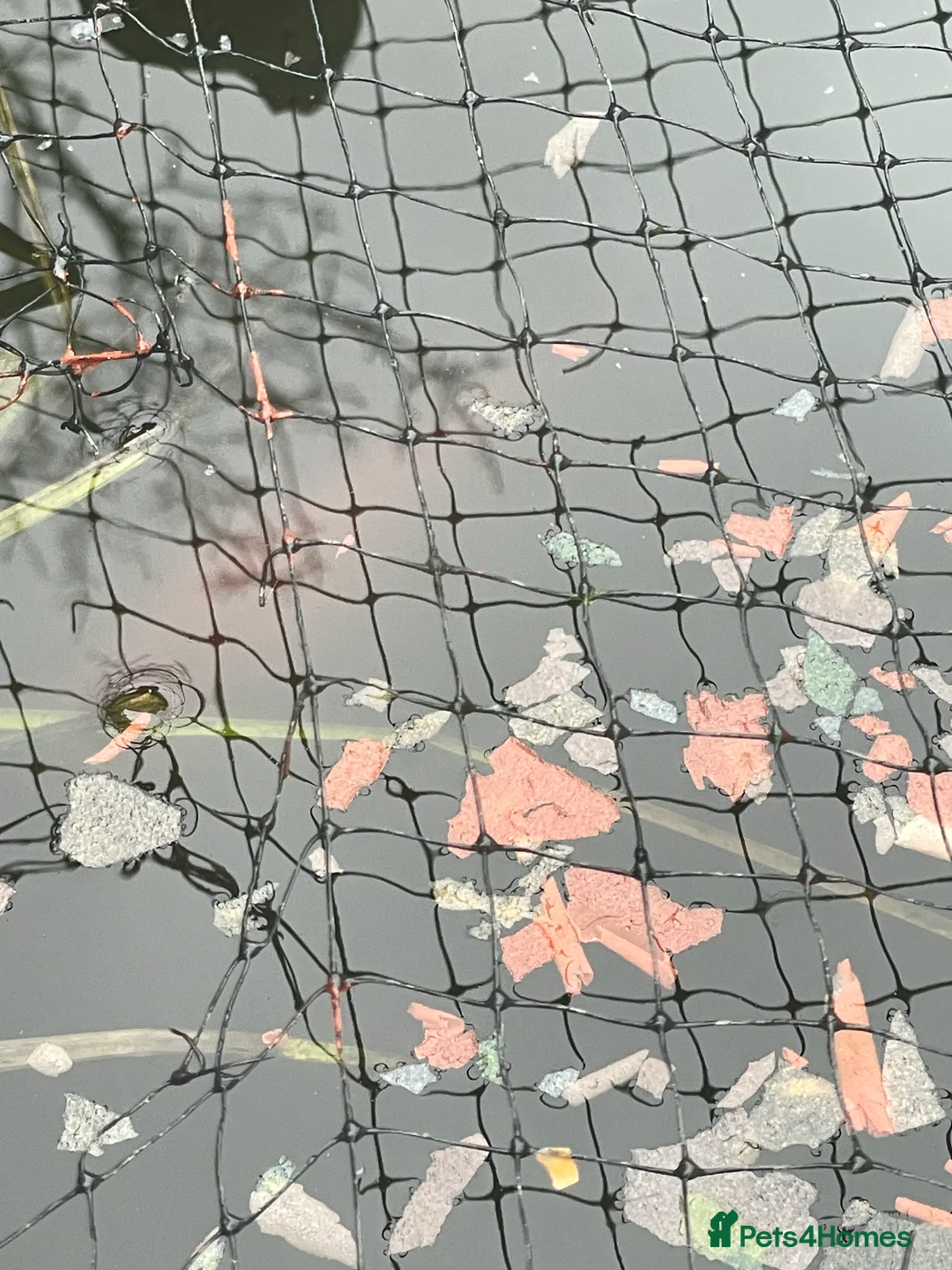 Goldfish fish for sale: Goldfish for sale  in Watford - Advert 1